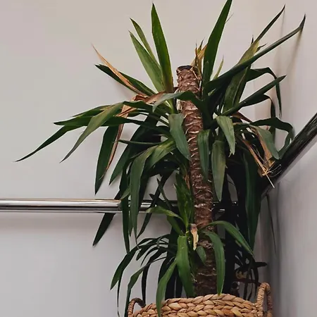 Paloma -